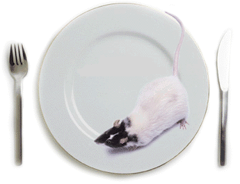 rat on a plate